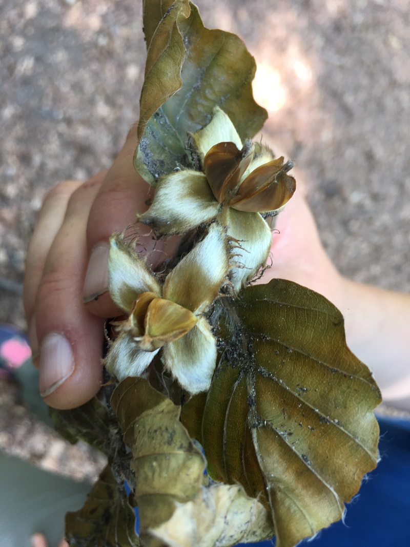 Zahlenwald Bucheckern