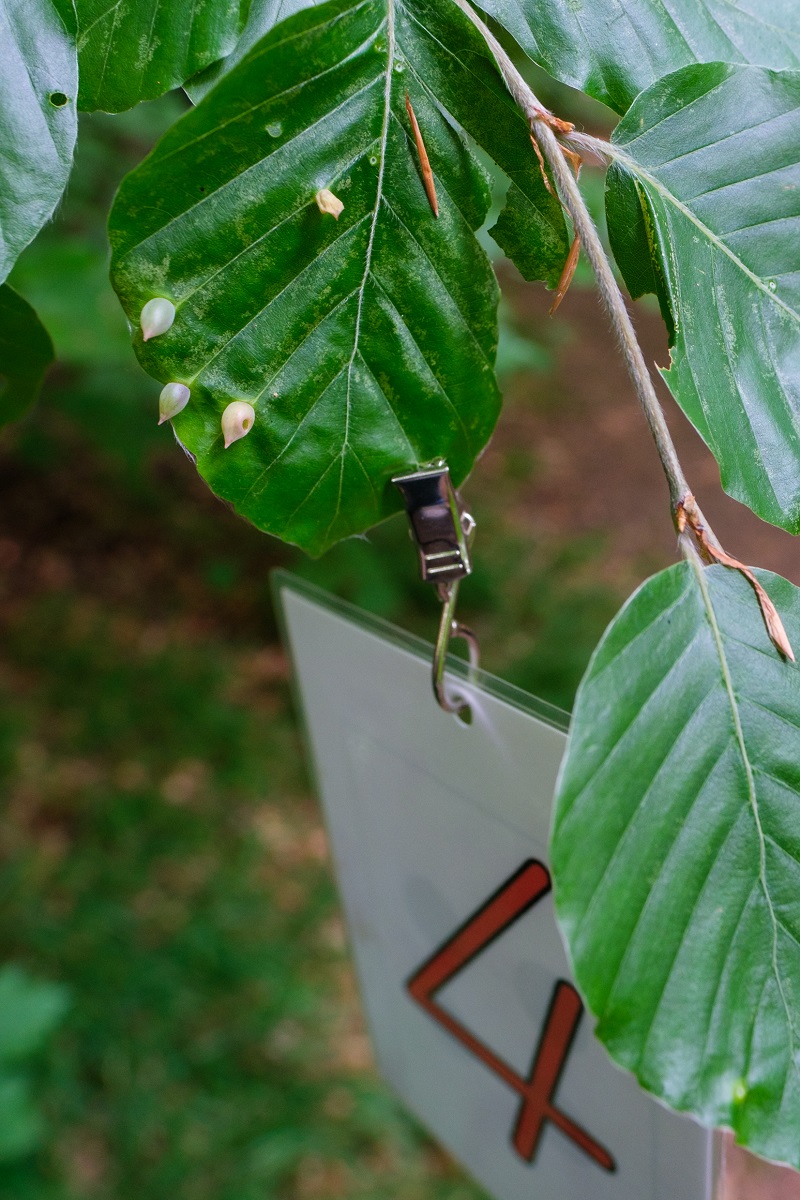 Zahlenwaldseminar Luxemburg