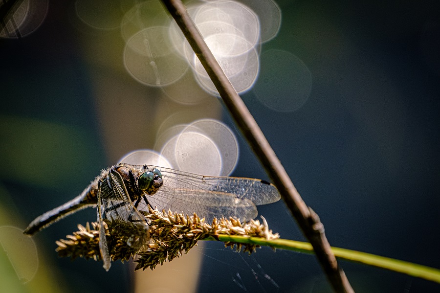 Zahlenwaldseminar Luxemburg Libelle, Reiner Mattar