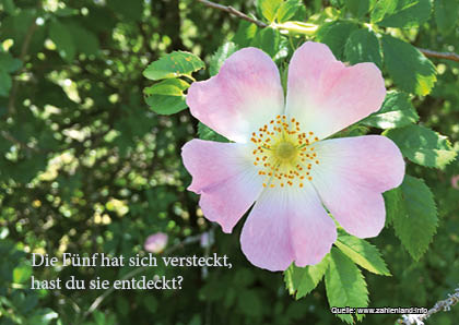 Die Fünf hat sich versteckt.