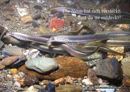 Die Neun hat sich versteckt.