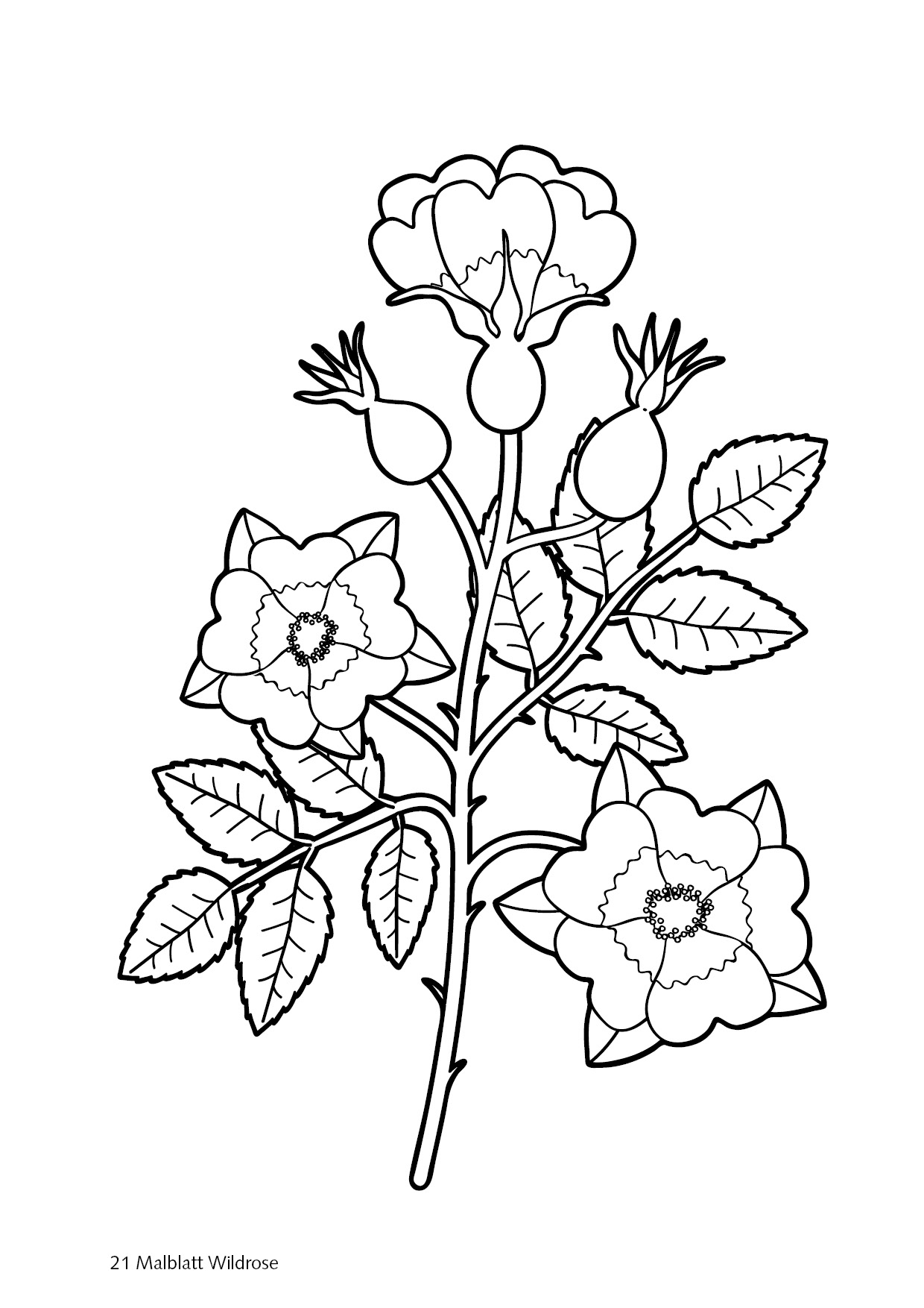 PDF: Mal- und Bastelbuch Mein Gartenbuch zum Zahlenland – Bild 19